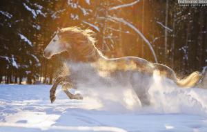 Pferde Als Hintergrundbild Für Facebook 300x191 - Przewalski Pferd Kaufen