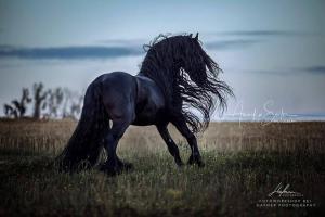 Pferde Als Hintergrundbild Kostenlos Herunterladen 300x200 - Haflinger Pferde Bilder