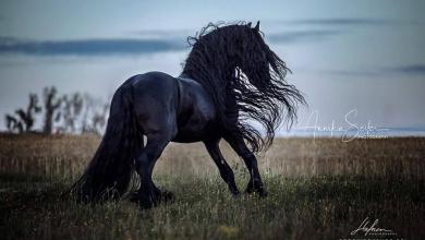Bild von Pferde Als Hintergrundbild Kostenlos Herunterladen