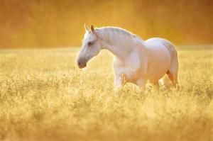 Pferde Andalusier Bilder 300x199 - Pferde Und Ponys