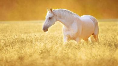 Bild von Pferde Andalusier Bilder