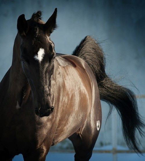 Pferde Andalusier Bilder Für Facebook - Pferde Andalusier Bilder Für Facebook