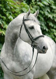 Pferde Andalusier Bilder Für Whatsapp 214x300 - Reiten Pferde