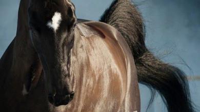 Bild von Pferde Andalusier Bilder Für Facebook