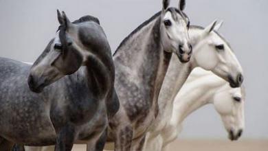 Bild von Pferde Andalusier Bilder Kostenlos Herunterladen
