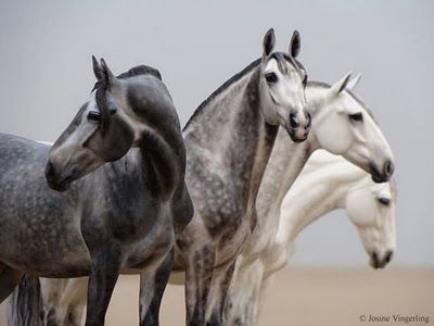 Pferde Andalusier Bilder Kostenlos Herunterladen - Pferde Andalusier Bilder Kostenlos Herunterladen