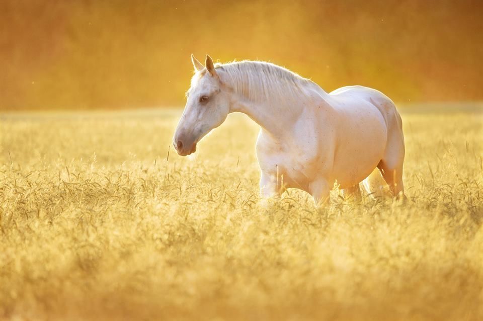 Pferde Andalusier Bilder - Pferde Andalusier Bilder