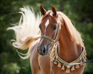 Pferde Anzeigen Kostenlos Herunterladen 300x240 - Pferde Kaufen Warendorf Für Facebook