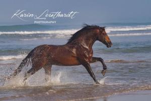Pferde Araber Bilder 300x201 - Andalusier Für Whatsapp