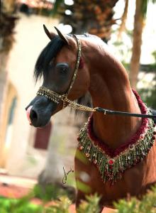 Pferde Araber Bilder Für Whatsapp 220x300 - Pferde Tinker Bilder