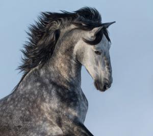 Pferde Araber Bilder Kostenlos Herunterladen 300x265 - Reiten In Berlin Für Whatsapp