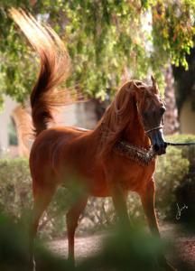 Pferde Aus Verden Kostenlos Herunterladen 216x300 - Pferd Kaufen Wo Für Facebook