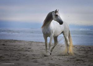 Pferde Ausdruck Bilder 300x214 - Andalusier Für Whatsapp
