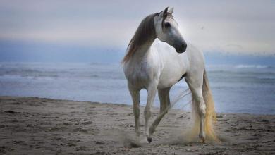 Bild von Pferde Ausdruck Bilder