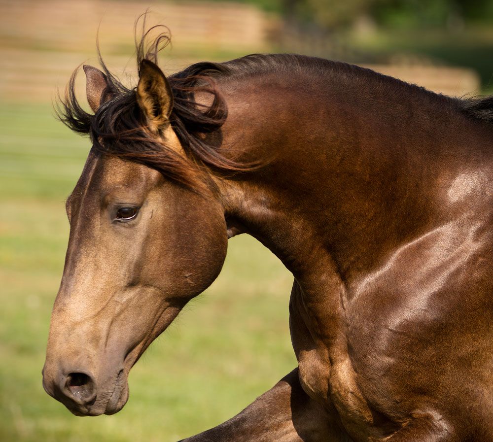 Pferde Ausmalbilder Kostenlos Herunterladen | Bilder und Sprüche für