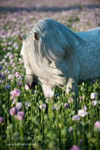 Pferde Bilder 200x300 - Andalusier Kostenlos Downloaden