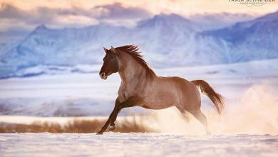 Bild von Pferde Bilder Als Hintergrund Kostenlos Herunterladen