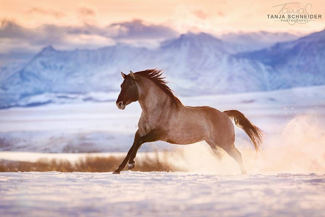 Pferde Bilder Als Hintergrund Kostenlos Herunterladen