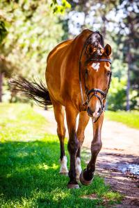 Pferde Bilder Araber 200x300 - Pferde Und Reiten Für Facebook