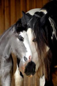 Pferde Bilder Araber Kostenlos Herunterladen 199x300 - Baby Pferde Bilder Für Facebook