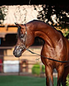 Pferde Bilder Ausdrucken Für Facebook 240x300 - Araber Pferde Bilder Kostenlos Herunterladen