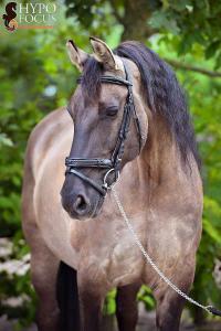 Pferde Bilder Ausdrucken Kostenlos Herunterladen 200x300 - Pferd Kaufen Wo Für Facebook