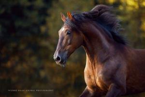 Pferde Bilder Gemalt Für Facebook 300x200 - Mustang Pferd Zu Verkaufen Kostenlos Herunterladen