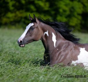 Pferde Bilder Gemalt Kostenlos Downloaden 300x280 - Baby Pferde Bilder Für Facebook