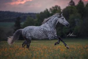 Pferde Bilder Gezeichnet Kostenlos Herunterladen 300x200 - Pferde Kaufen Franken Für Facebook