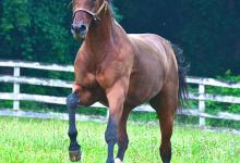 Bild von Pferde Bilder Haflinger bilder fürs handy