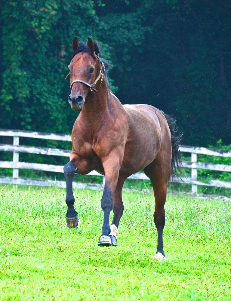 Pferde Bilder Haflinger