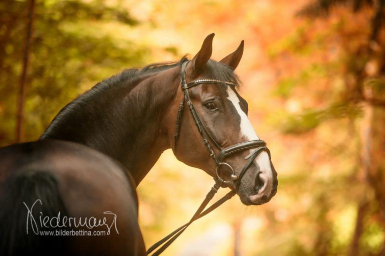 Pferde Bilder Haflinger Für Facebook Bilder und Sprüche