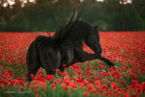 Pferde Bilder Haflinger Kostenlos Downloaden 300x200 - Andalusier Pferde Bilder Für Whatsapp