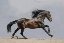 Bild von Pferde Bilder Haflinger Kostenlos Herunterladen bilder fürs handy