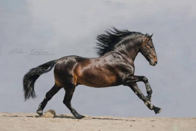 Pferde Bilder Haflinger Kostenlos Herunterladen
