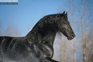 Pferde Bilder Kaufen 300x200 - Andalusier