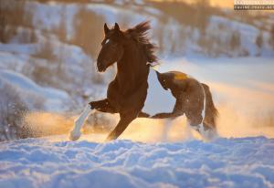 Pferde Bilder Kaufen Für Facebook 300x206 - Springpferde Bilder Für Whatsapp
