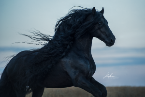 Pferde Bilder Kaufen Kostenlos Downloaden 300x200 - Kaltblutpferde Für Facebook