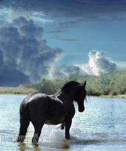 Pferde Bilder Kaufen Kostenlos Herunterladen 251x300 - Mustang Pferd Zu Verkaufen Kostenlos Herunterladen