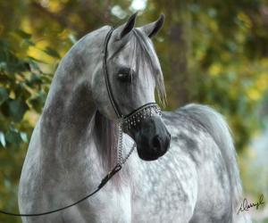 Pferde Bilder Kostenlos Für Whatsapp 300x250 - Günstige Pferde Kaufen Für Facebook