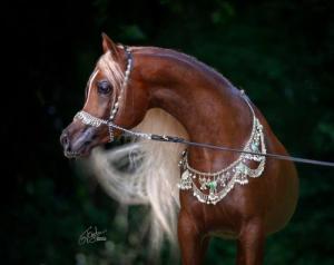 Pferde Bilder Kostenlos Herunterladen 300x238 - Pferde Online Kaufen Für Whatsapp