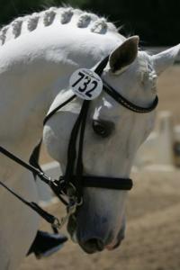 Pferde Bilder Kostenlos Herunterladen Für Facebook 200x300 - Fohlen