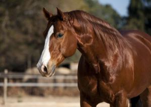 Pferde Bilder Kostenlos Herunterladen Kostenlos Downloaden 300x214 - Hintergrundbilder Pferde Kostenlos