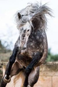 Pferde Bilder Kostenlos Kostenlos Downloaden 200x300 - Kaltblutpferde Für Facebook