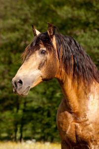 Pferde Bilder Lustig Für Facebook 200x300 - Pferdehof Verkaufspferde