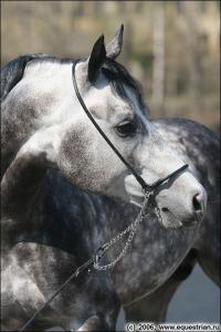 Pferde Bilder Schimmel Für Facebook 200x300 - Andalusier