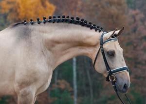 Pferde Bilder Schimmel Kostenlos Herunterladen 300x215 - Reiten In Berlin Für Facebook