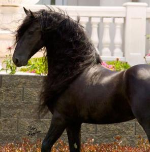 Pferde Bilder Schwarz Weiß Kostenlos Downloaden 295x300 - Maremma Pferde Kaufen Kostenlos Herunterladen