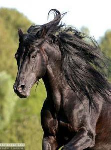 Pferde Bilder Schwarz Weiß Kostenlos Herunterladen 222x300 - Ungarn Pferd Kaufen Für Whatsapp