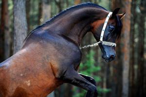 Pferde Bilder Tinker Kostenlos Herunterladen 300x199 - Mustang Pferd Kaufen